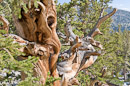 in der Bristlecone Pine Grove