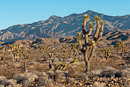 Joshua Trees