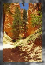 Navajo Loop Trail