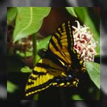 Monarch Falter