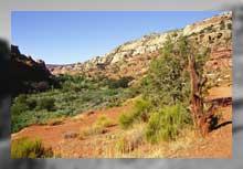 Cedarwash Arch