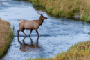 Wapiti kreuzt Broad Creek.