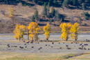 Bisonherde im Lamar Valley