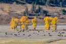 Bisonherde im Lamar Valley