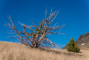 toter Baum am Sheep Mountain