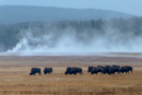 Bisonherde vor Midway Geyser Basin