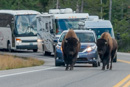 Bisons verursachen Stau.