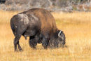 Bison