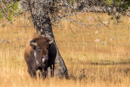 Bison beim Naseputzen