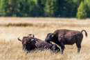 Bison mit Vögeln auf dem Rücken