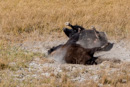 Bisons beim Staubbad