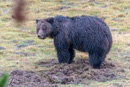 Grizzly durchwühlt Wiese.