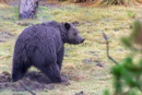 Grizzly durchwühlt Wiese.