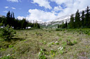 viele Blumen kurz vor dem Burstall Pass