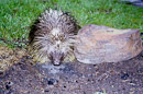 Porcupine an Feuerstelle