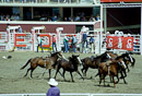 Nicht jeder übersteht Bullriding unverletzt.