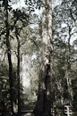 Kauri Forest