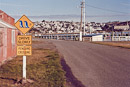 Penguins Crossing