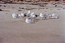 Möwen am Strand