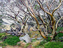 Snow Gums