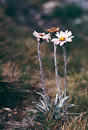 alpine Blumen oberhalb der Baumgrenze