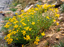 alpine Blumen oberhalb der Baumgrenze