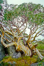 Snow Gum fand Schutz hinter einem Felsen.