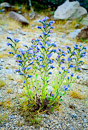 alpine Blumen oberhalb der Baumgrenze