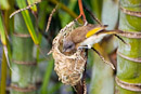 Singvogel über dem Lager eines Krokodil