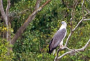 Weißbrust Seeadler