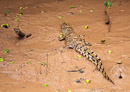 junges Krokodil im Schlamm