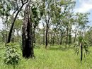 Tiefland am Barrk Sandstone Walk