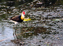 Jacana (Lotus Bird)