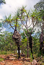 Cabbage Trees