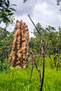 mehrere Meter hoher Termitenhügel