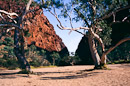 River Gums an Simpsons Gap