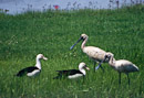 Löffler (Royal Spoonbill) und Enten