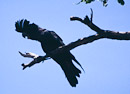 Red Tailed Black Kakadoo