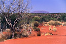 erster Blick auf Ayers Rock