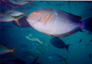 Hardy Reef