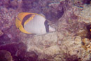 Hardy Reef