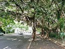 großer Feigenbaum im Zentrum