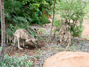 Kängurus auf dem Gelände der Undara Lodge
