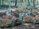 Eastern Grey Kangaroos