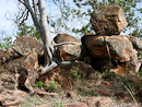 Baum umschlingt Fels.