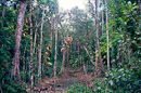 Regenwald im Lumholz National Park
