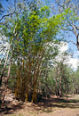 Bambus bei Murray Falls