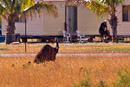 Emu-Familie am Rand von Exmouth