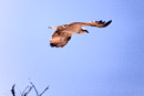 Weißbrust Seeadler