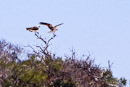 Weißbrust Seeadler